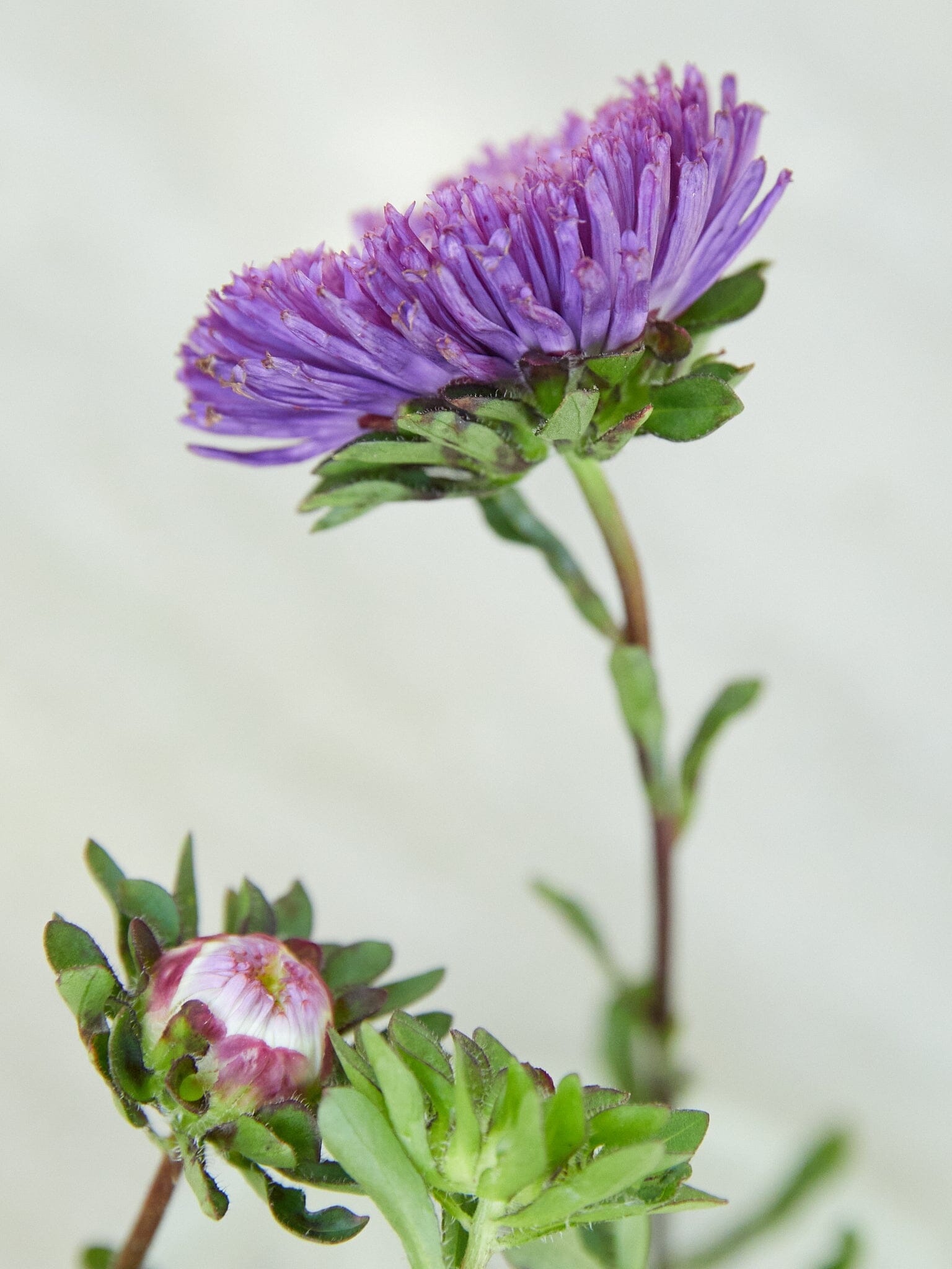Sommerasters 'Harlekin Violet' Seed 