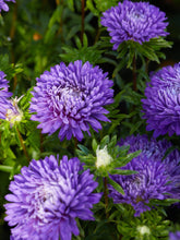 Indlæs billede til gallerivisning Sommerasters &#39;Mid Blue&#39; Seed 
