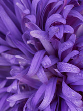 Indlæs billede til gallerivisning Sommerasters &#39;Mid Blue&#39; Seed 
