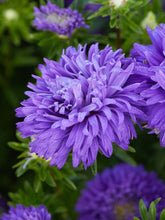 Indlæs billede til gallerivisning Sommerasters &#39;Mid Blue&#39; Seed 
