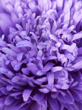 Indlæs billede til gallerivisning Sommerasters &#39;Mid Blue&#39; Seed 
