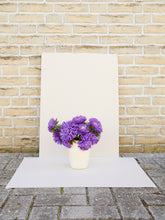 Indlæs billede til gallerivisning Sommerasters &#39;Mid Blue&#39; Seed 
