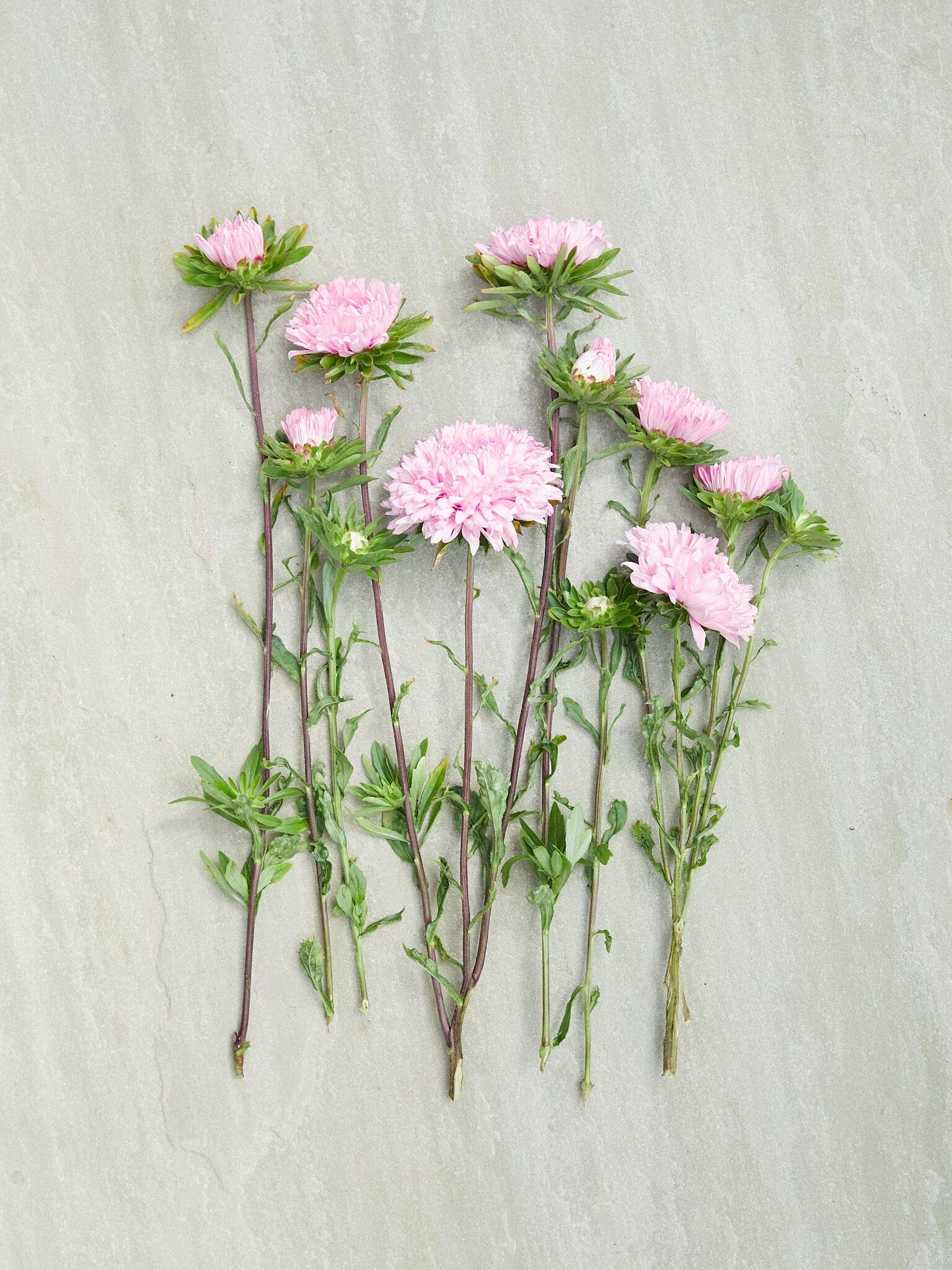 Sommerasters 'Pink' Seed 