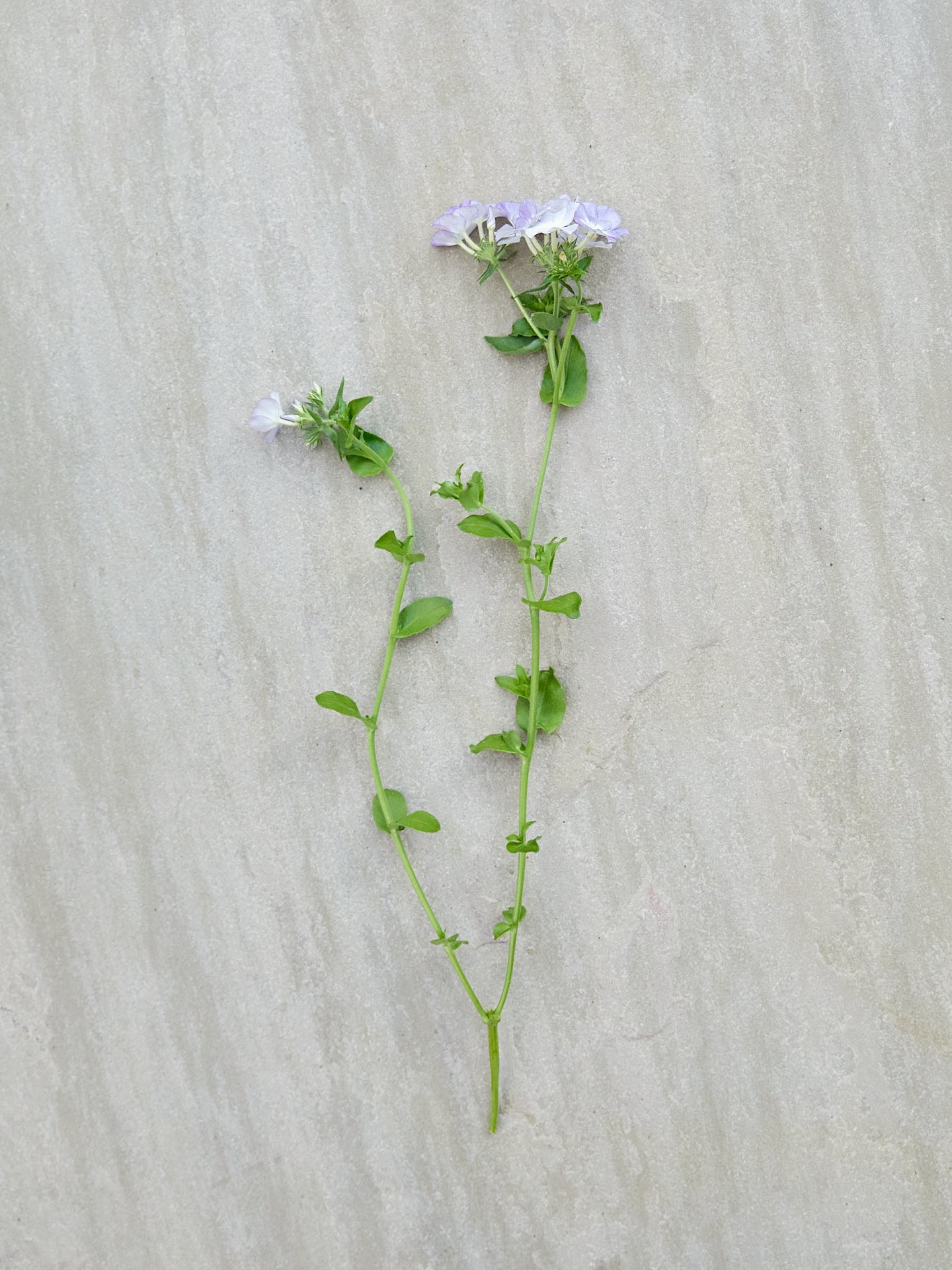 Sommerfloks 'Beauty Lavender' Seed 