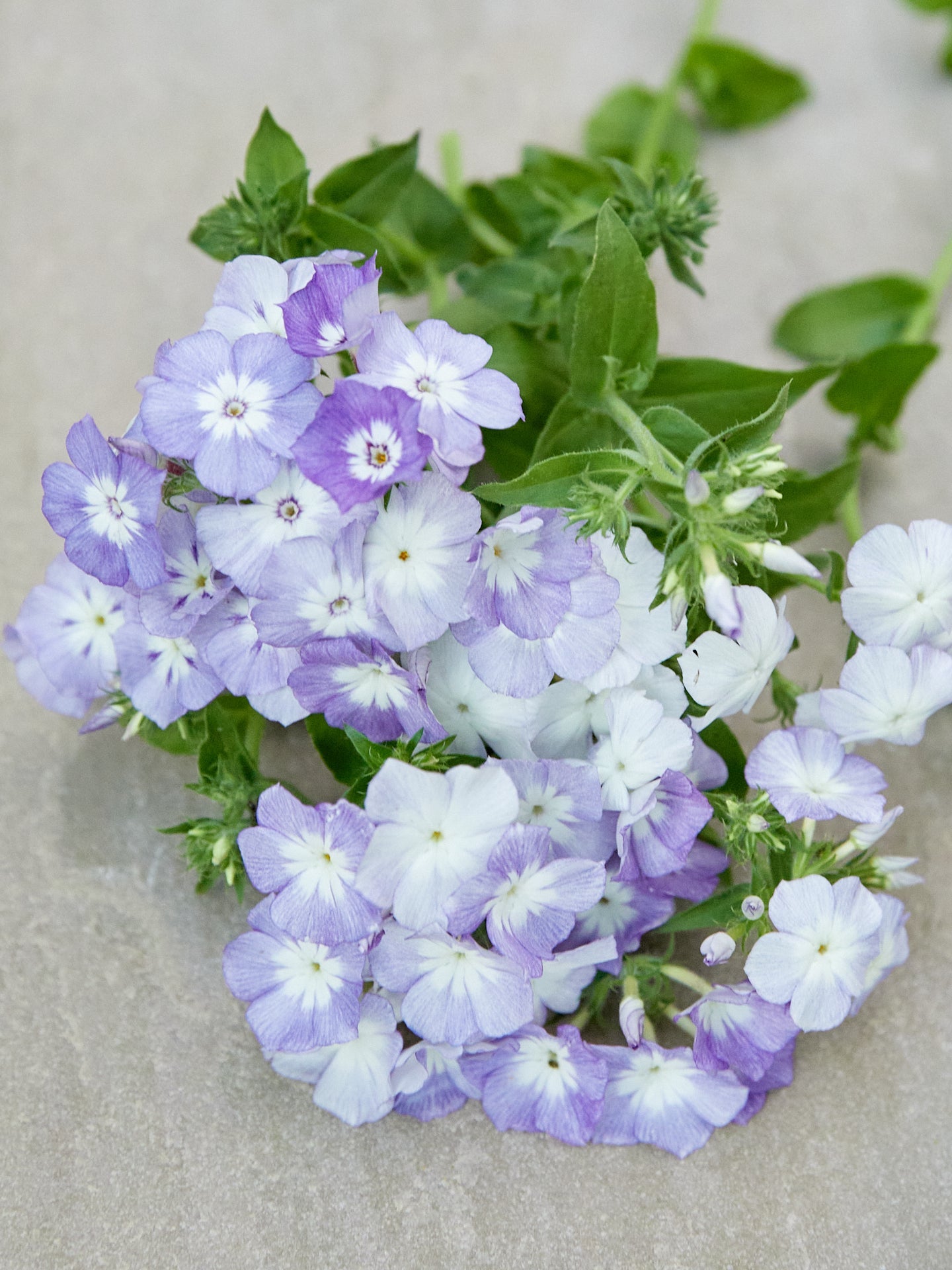 Sommerfloks 'Beauty Lavender' Seed 