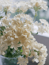 Indlæs billede til gallerivisning Sommerfloks &#39;Isabellina&#39; Seed 
