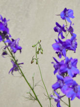 Indlæs billede til gallerivisning Sommerridderspore &#39;Deep Blue&#39; Seed 
