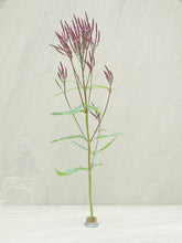 Indlæs billede til gallerivisning Spydverbena &#39;Pink Spires&#39; Seed 
