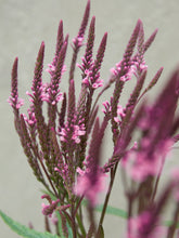 Indlæs billede til gallerivisning Spydverbena &#39;Pink Spires&#39; Seed 
