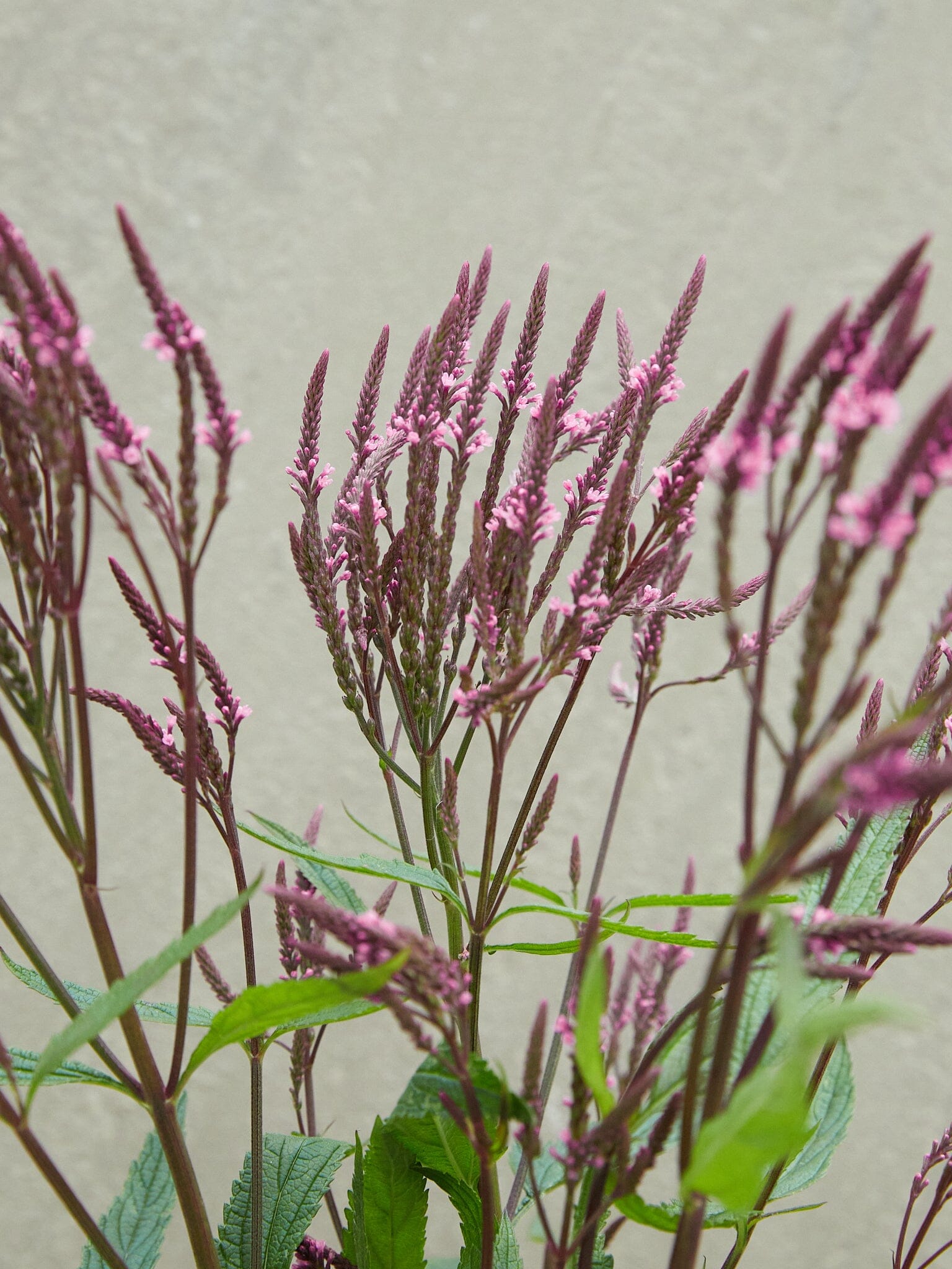 Spydverbena 'Pink Spires' Seed 