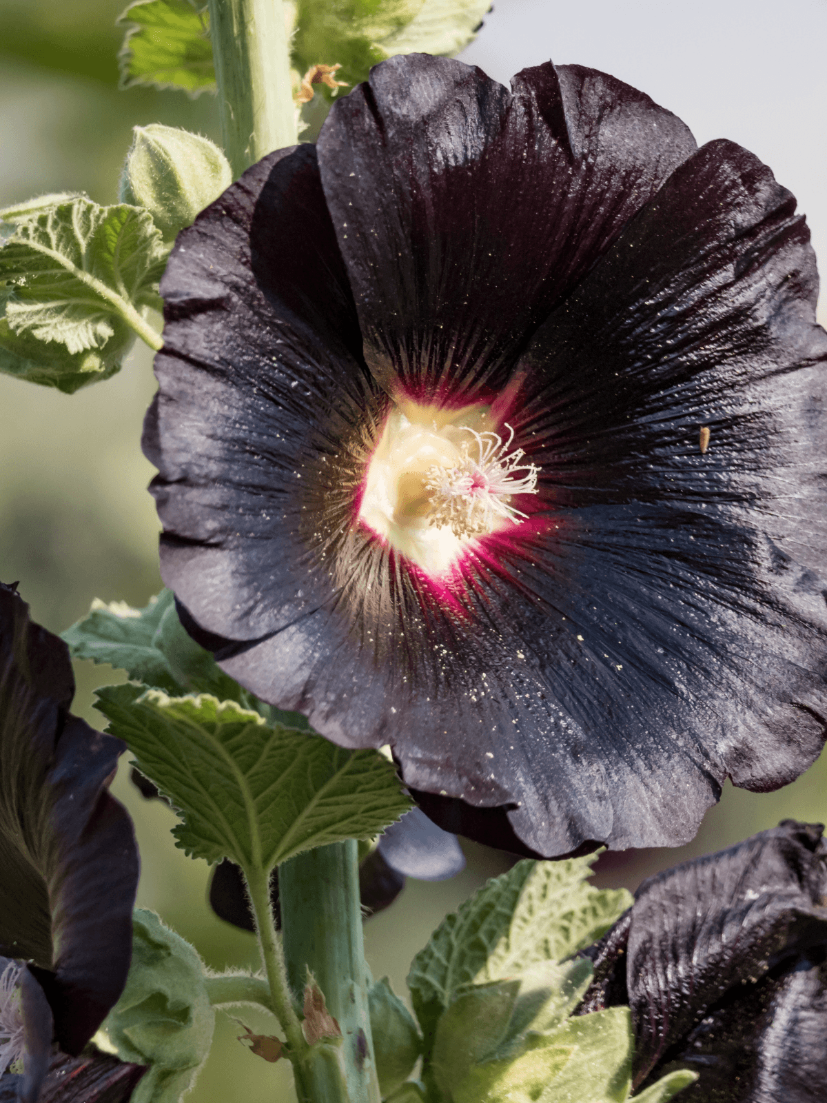 Stokrose 'Nigra' Seed 