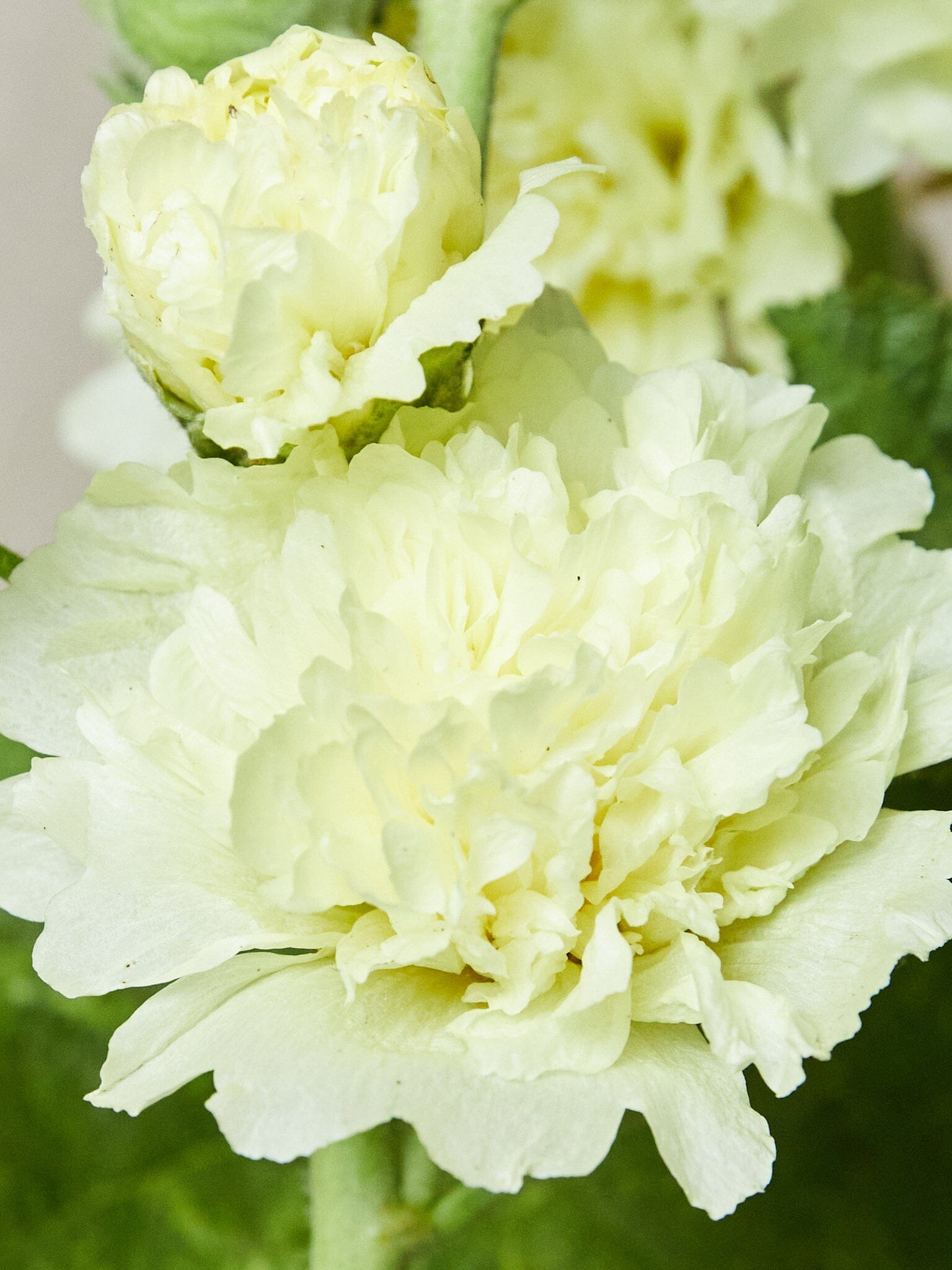 Stokrose 'Spring Celebrity Lemon' Seed 
