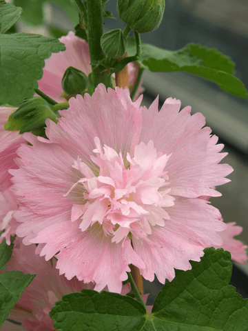 Stokrose 'Spring Celebrity Pink' Seed 