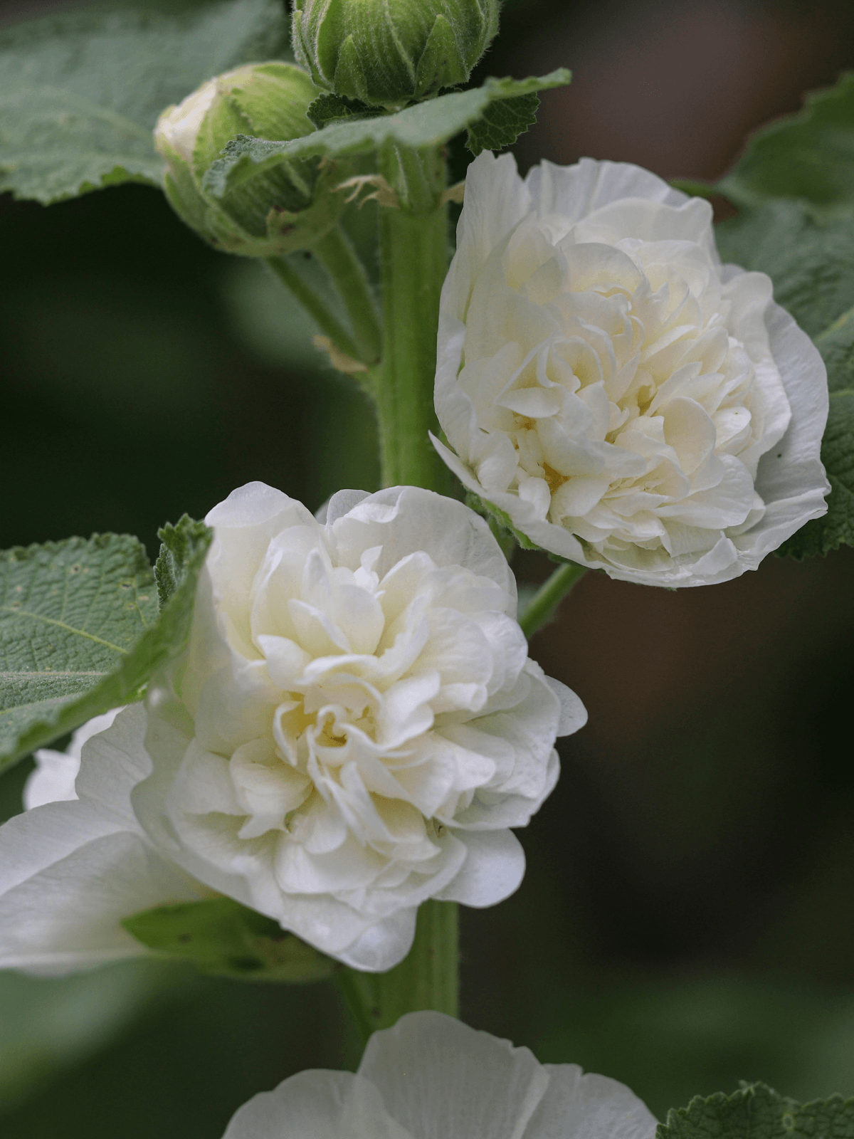 Stokrose 'Spring Celebrity White' Seed 