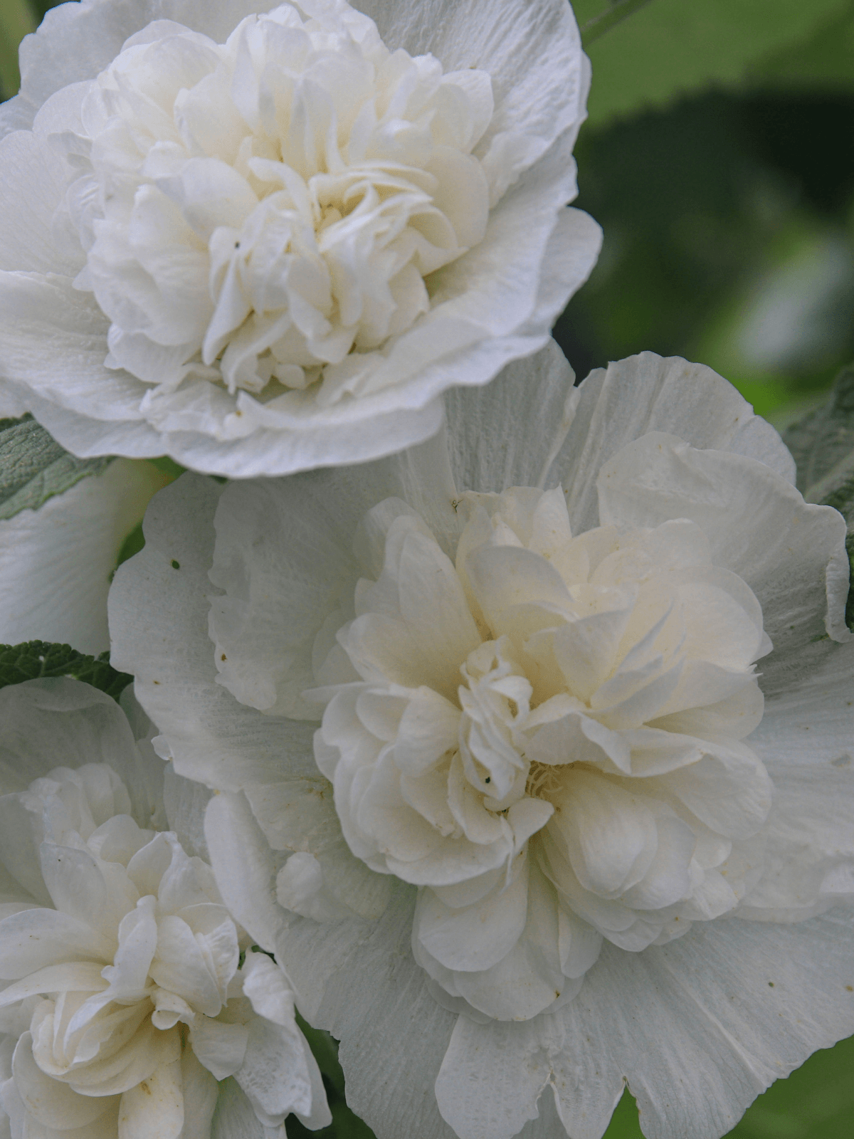 Stokrose 'Spring Celebrity White' Seed 
