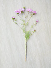Indlæs billede til gallerivisning Stolt Kavaler &#39;Double Click Rose Bonbon&#39; Seed 
