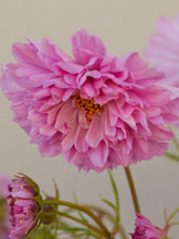 Indlæs billede til gallerivisning Stolt Kavaler &#39;Double Dutch Rose&#39; Seed 
