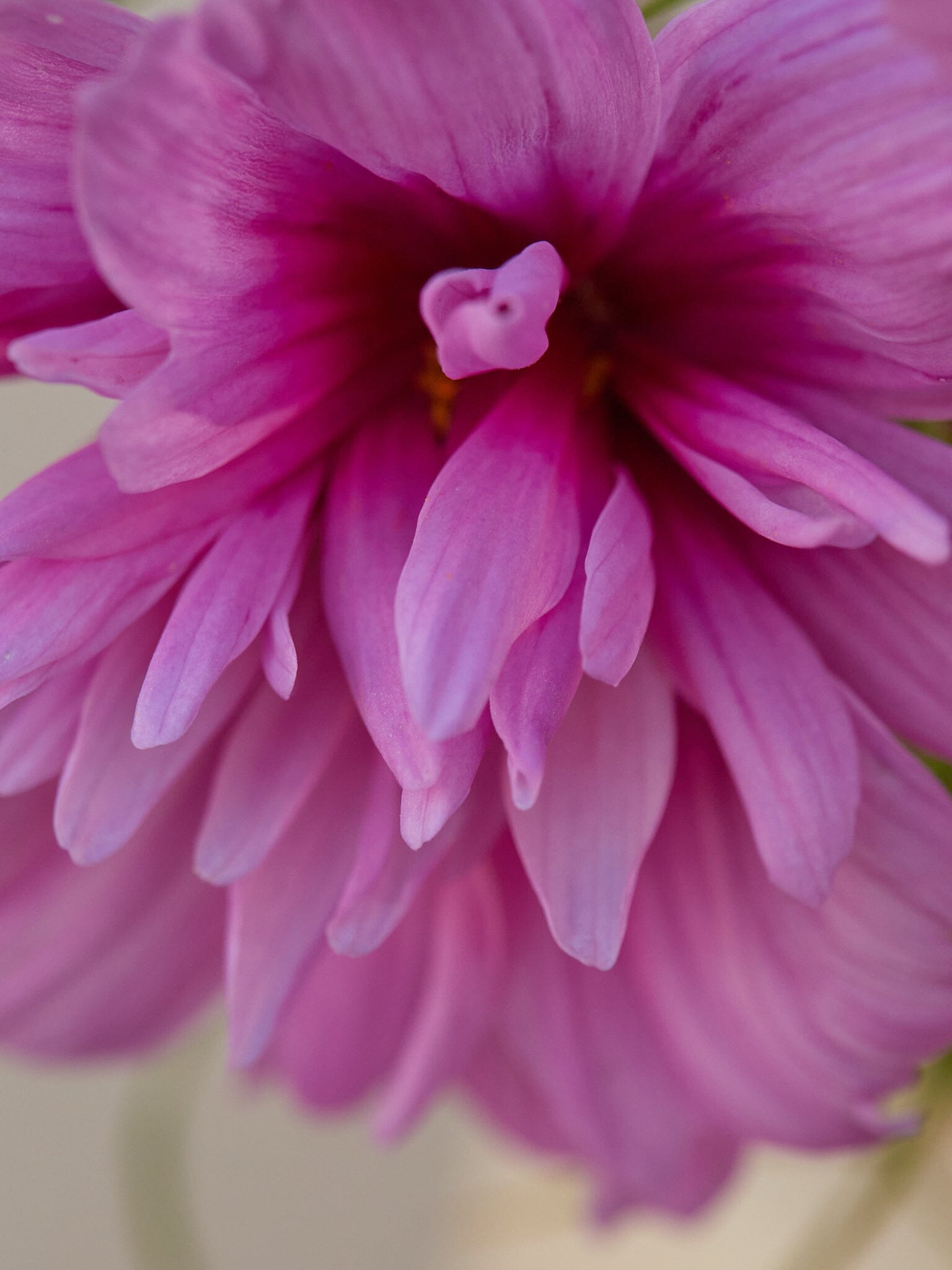 Stolt Kavaler 'Fizzy Pink Dark Centre' Seed 