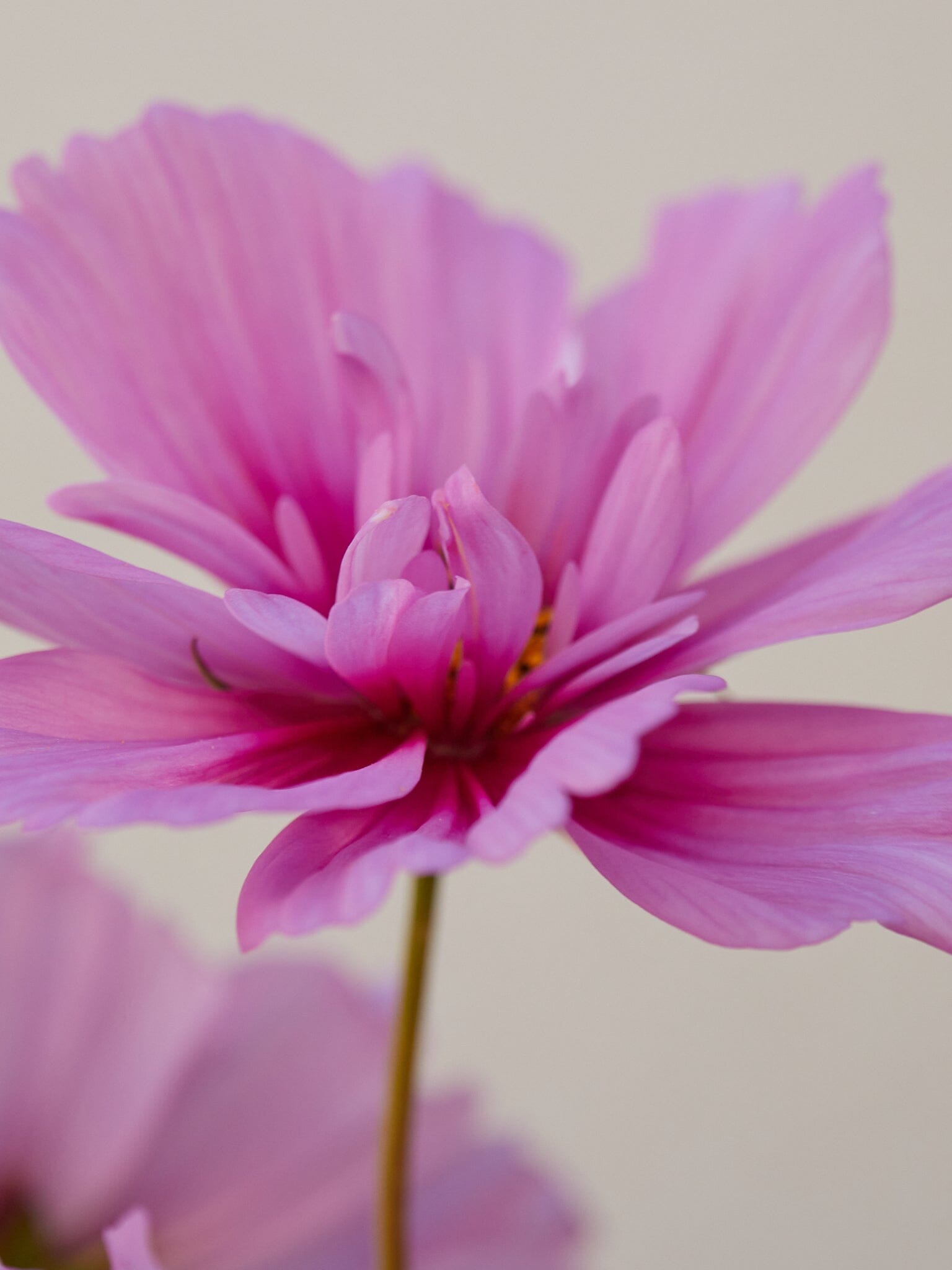 Stolt Kavaler 'Fizzy Pink Dark Centre' Seed 