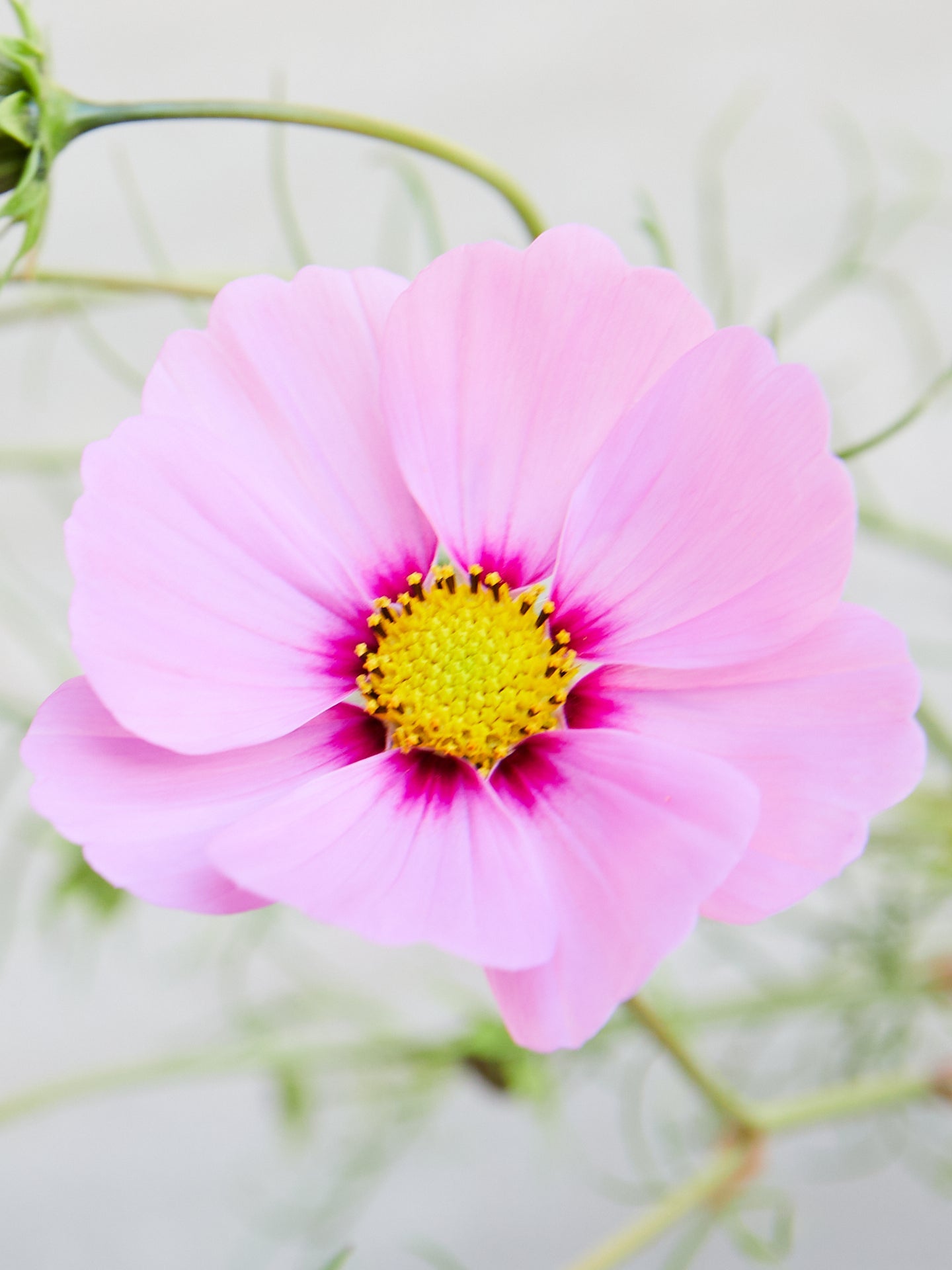 Stolt Kavaler 'Gloria' Seed 