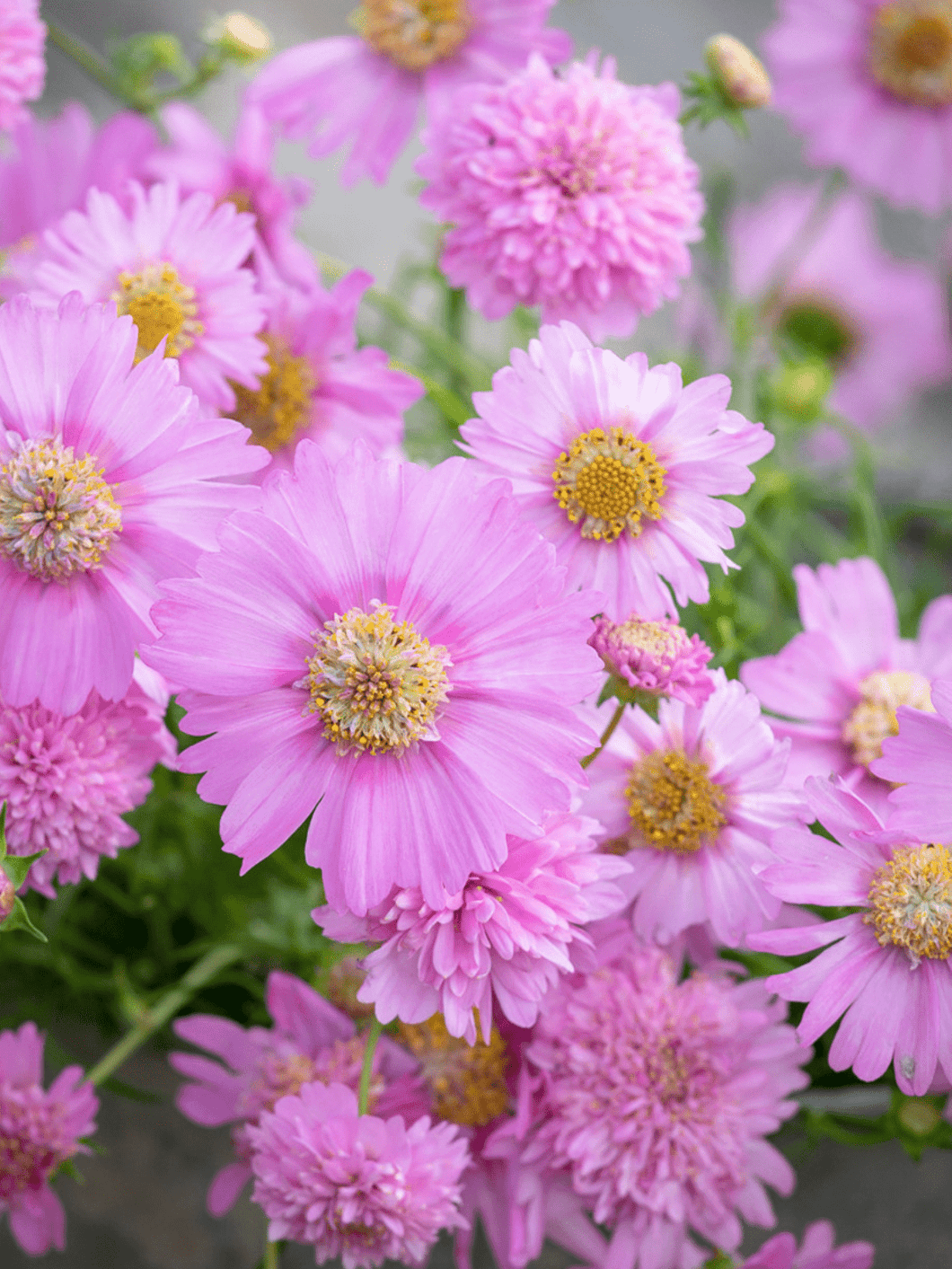 Stolt Kavaler 'Pink Popsocks' Seed 