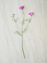 Indlæs billede til gallerivisning Stolt Kavaler &#39;Sea Shells Pink eller Rose???&#39; Seed 
