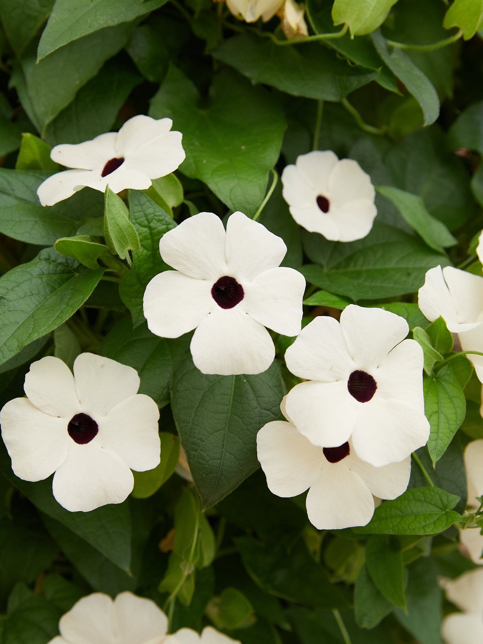 Susanne med det sorte øje 'Alba' Seed 
