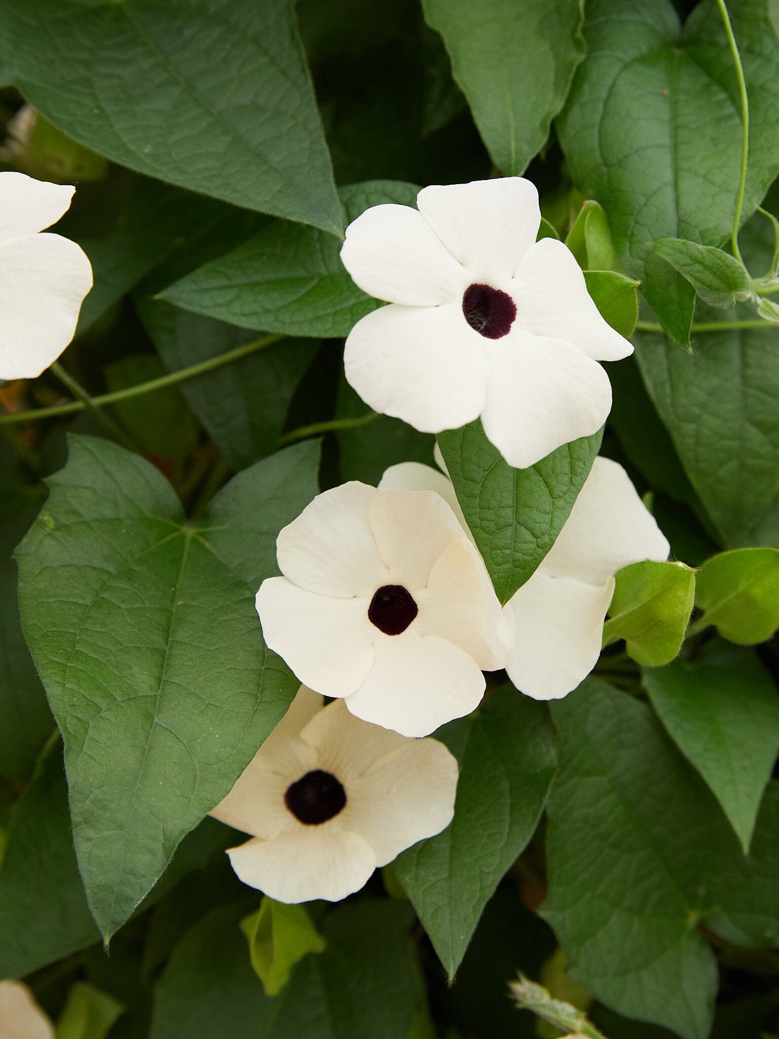Susanne med det sorte øje 'Alba' Seed 