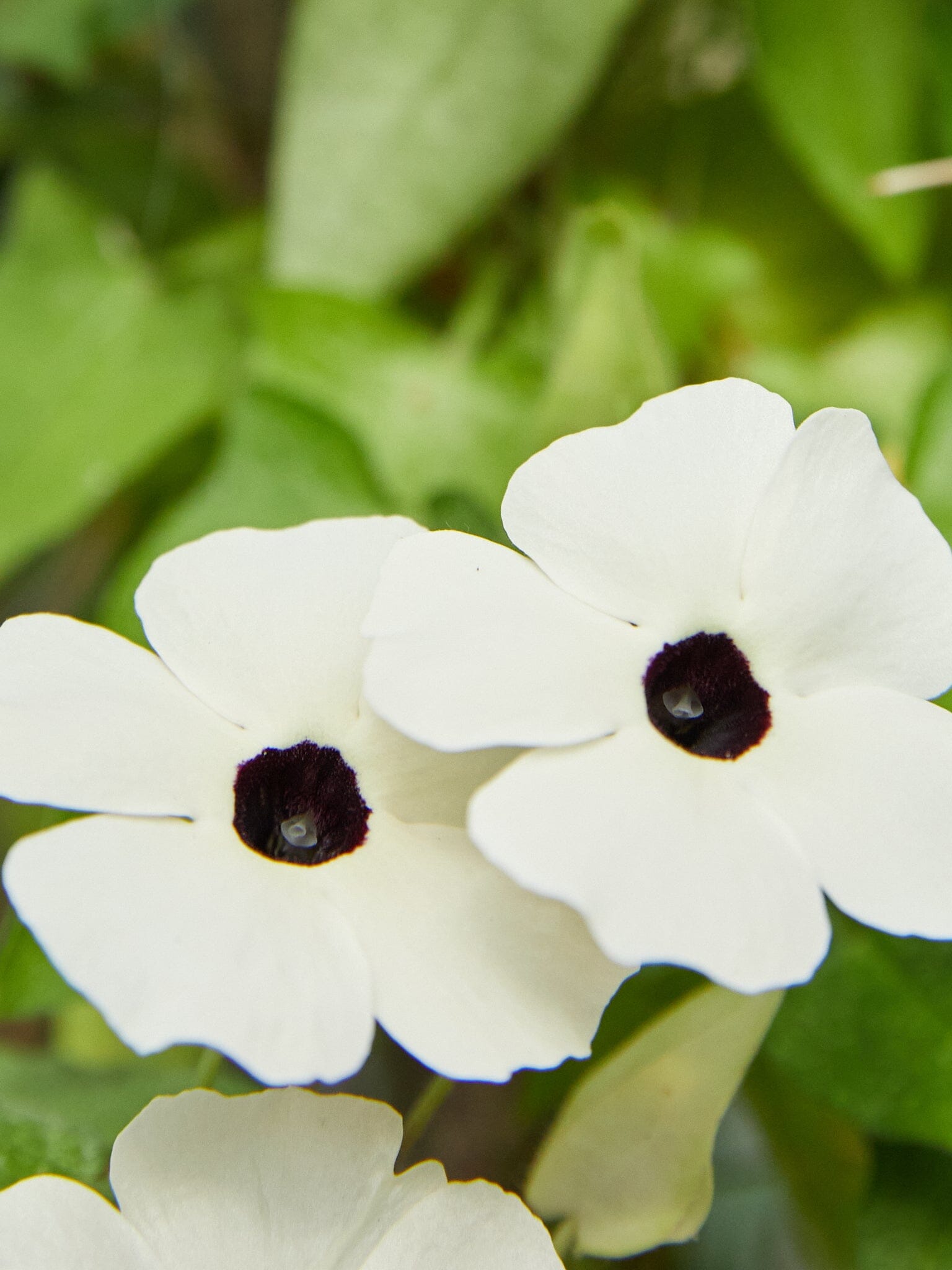 Susanne med det sorte øje 'Alba' Seed 