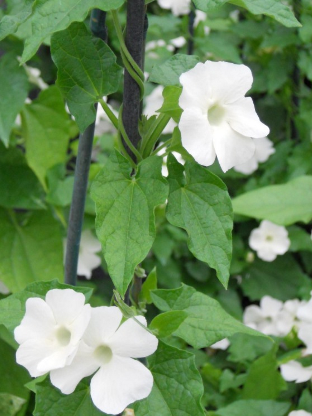 Susanne med det sorte øje 'Sunrise White' Seed 
