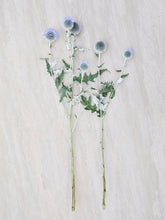 Indlæs billede til gallerivisning Tidselkugle &#39;Ritro&#39; Seed 
