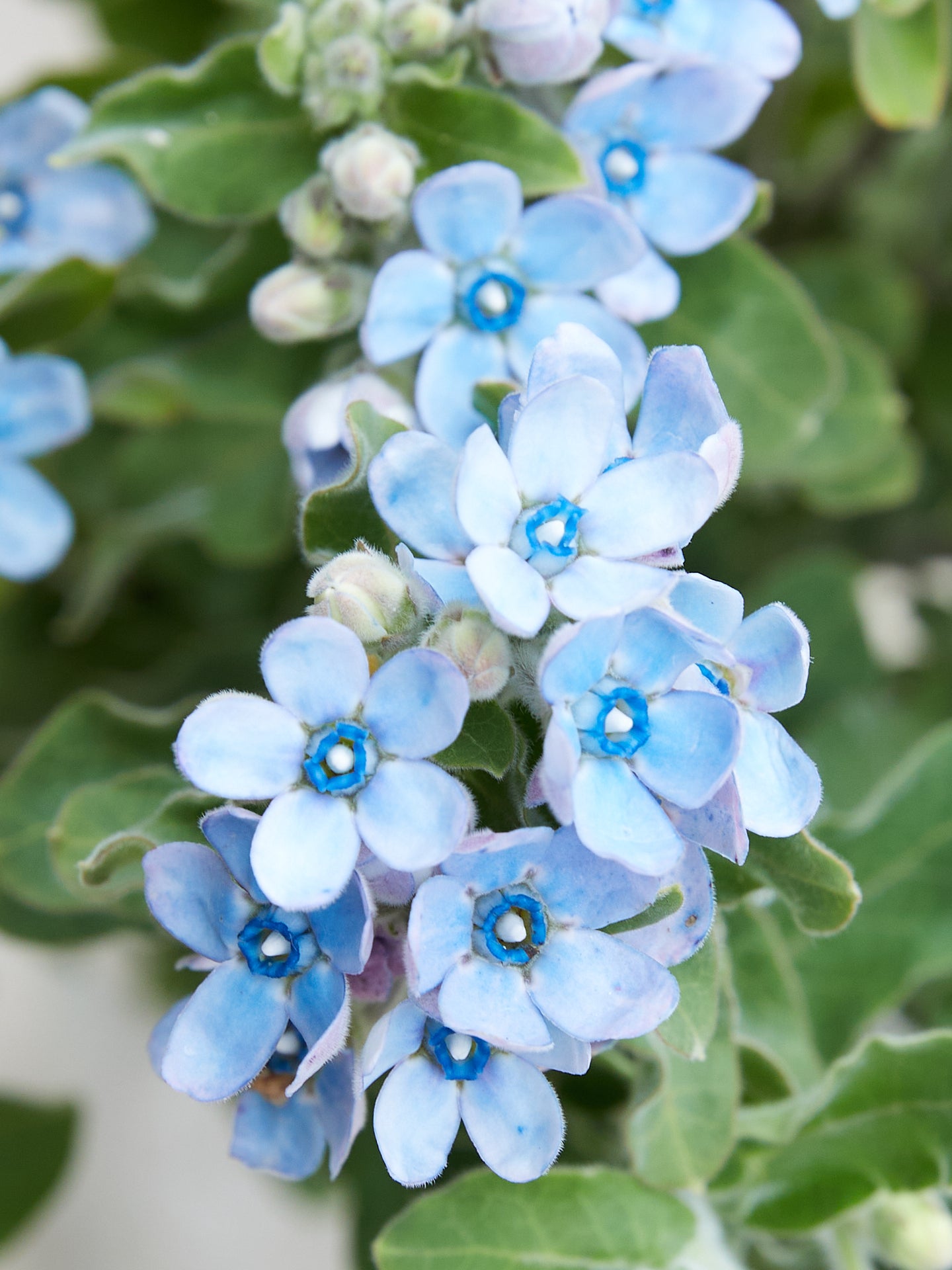 Tweedia coerulea 'Heavenly Blue' Seed 