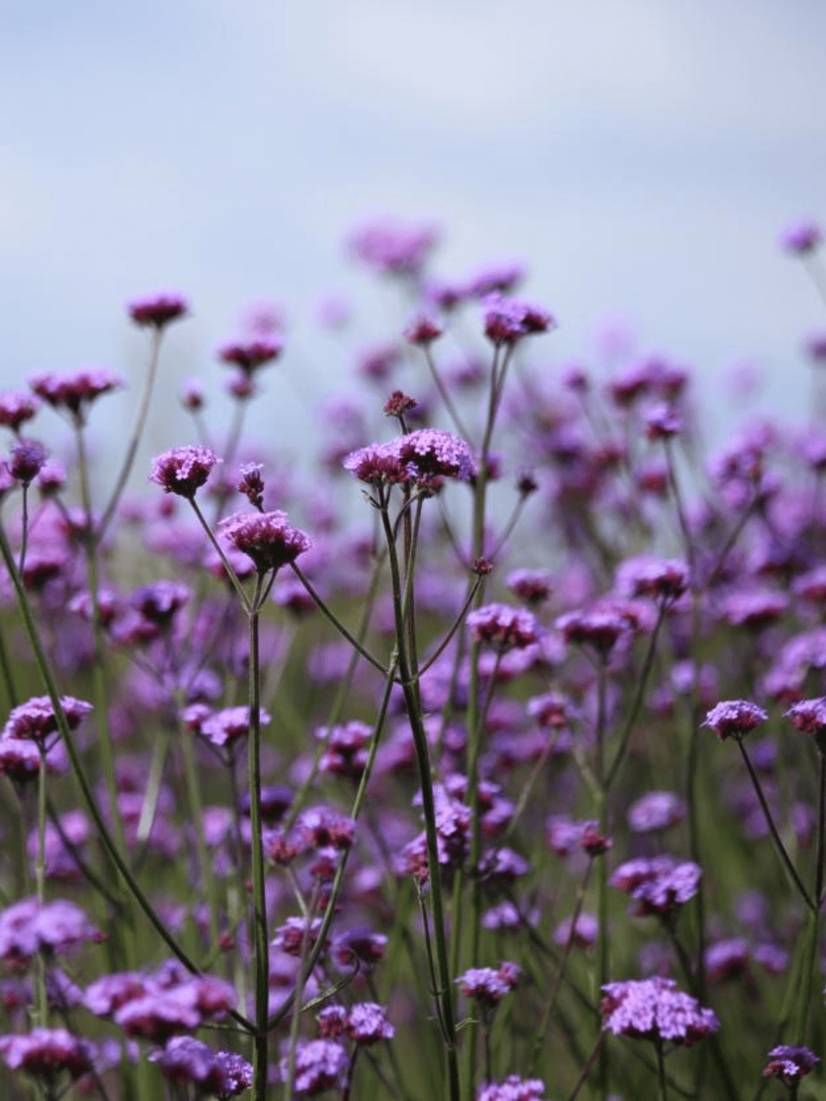 Verbena 'Vanity' Seed 