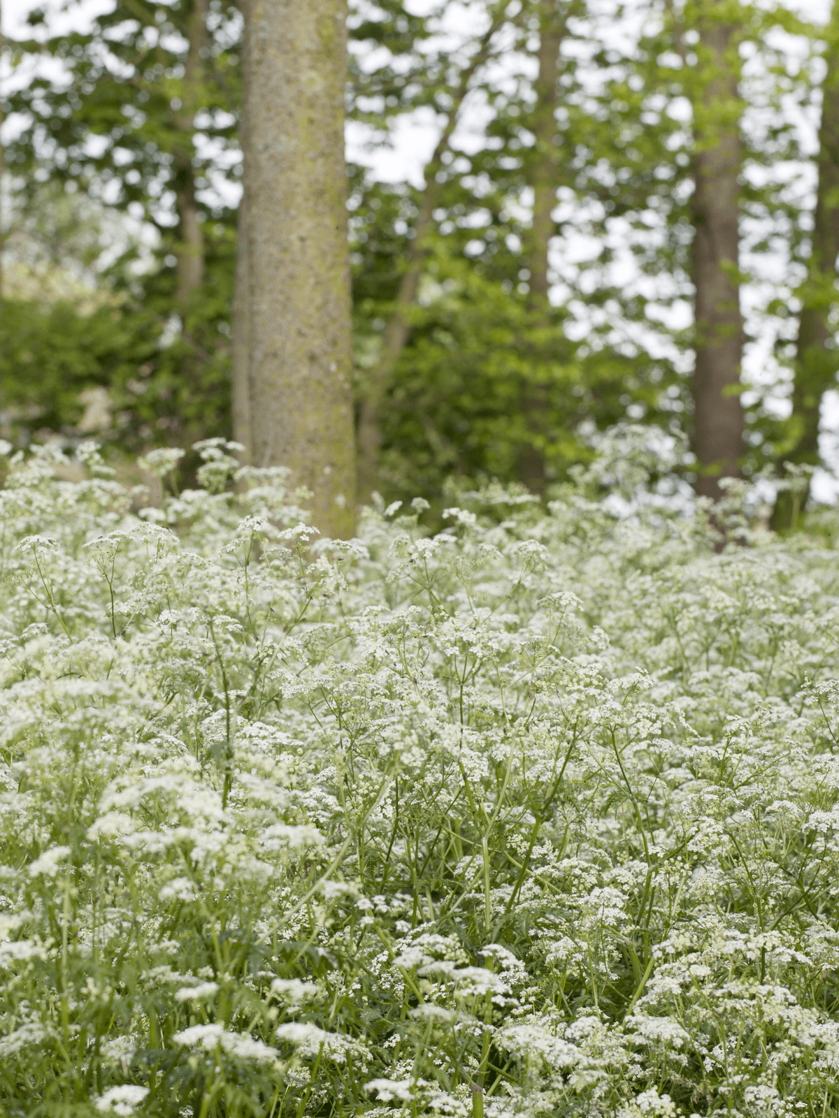 Vild kørvel Seed 