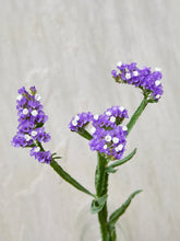 Indlæs billede til gallerivisning Vinget Hindebæger &#39;Forever Blue&#39; Seed 
