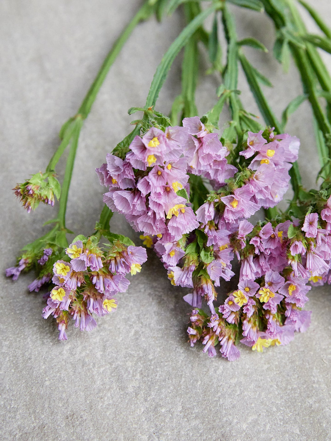 Vinget Hindebæger 'Forever Happy' Seed 