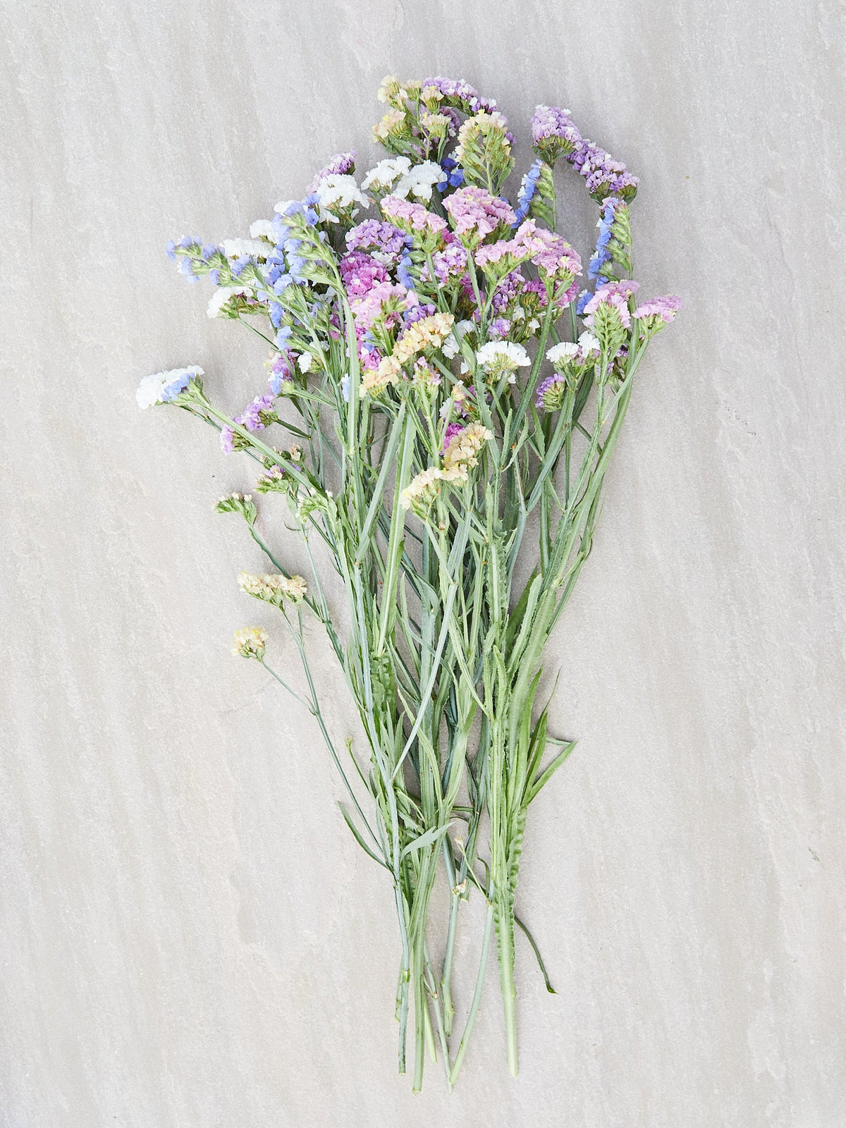 Vinget Hindebæger 'Pastel Mix'