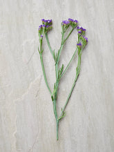 Indlæs billede til gallerivisning Vinget Hindebæger &#39;Purple Monarch&#39; Seed 
